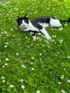 pet-image