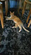 pet-image
