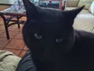 pet-image