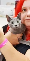 pet-image