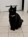 pet-image