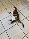 pet-image