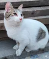 pet-image
