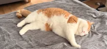 pet-image