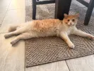 pet-image