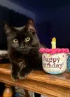 pet-image