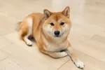 pet-image