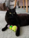 pet-image