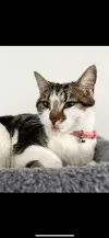 pet-image