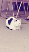 pet-image