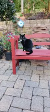 pet-image