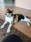 pet-image