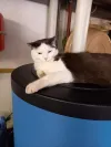 pet-image