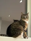 pet-image