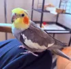 pet-image