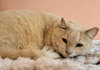 pet-image