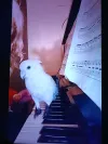 pet-image