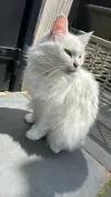 pet-image