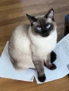 pet-image