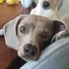 pet-image