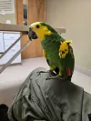 pet-image