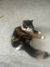 pet-image