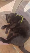 pet-image