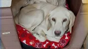 pet-image