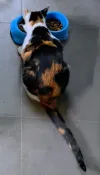 pet-image