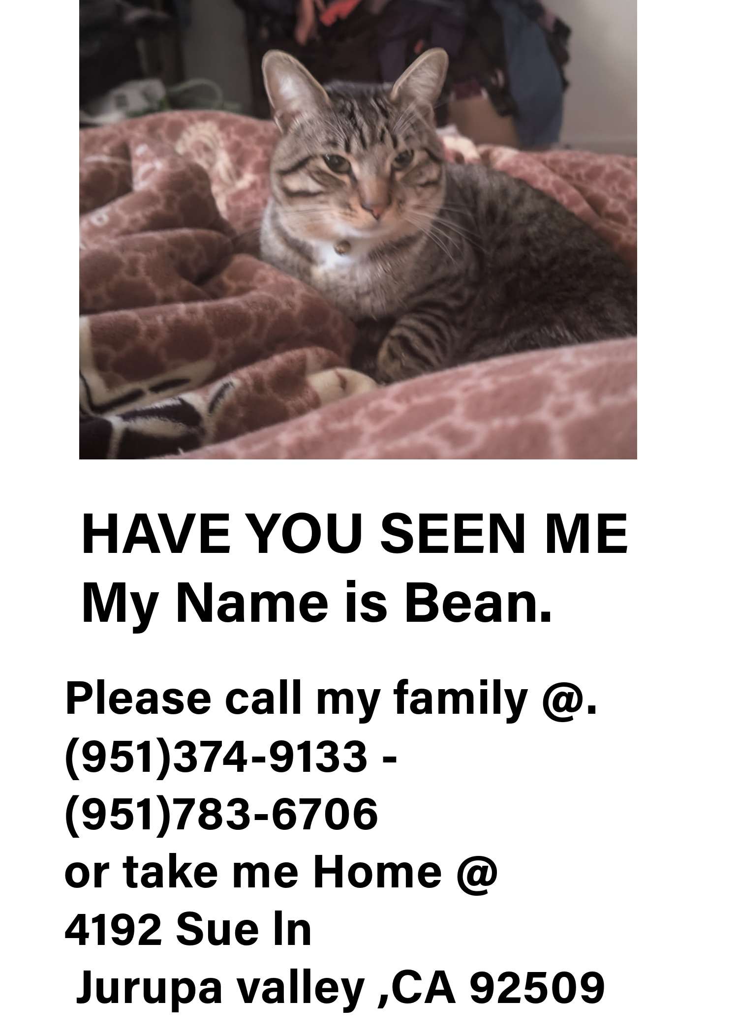 Bean poster