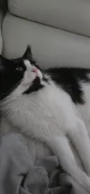 pet-image