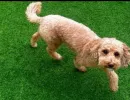 pet-image