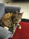 pet-image