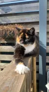 pet-image