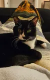 pet-image