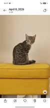 pet-image