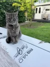 pet-image