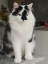 pet-image