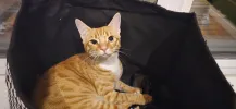 pet-image