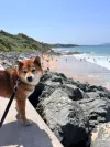 pet-image