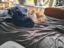 pet-image