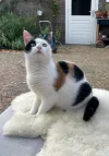 pet-image