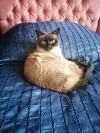 pet-image