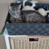 pet-image