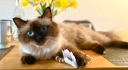 pet-image