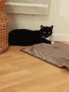 pet-image
