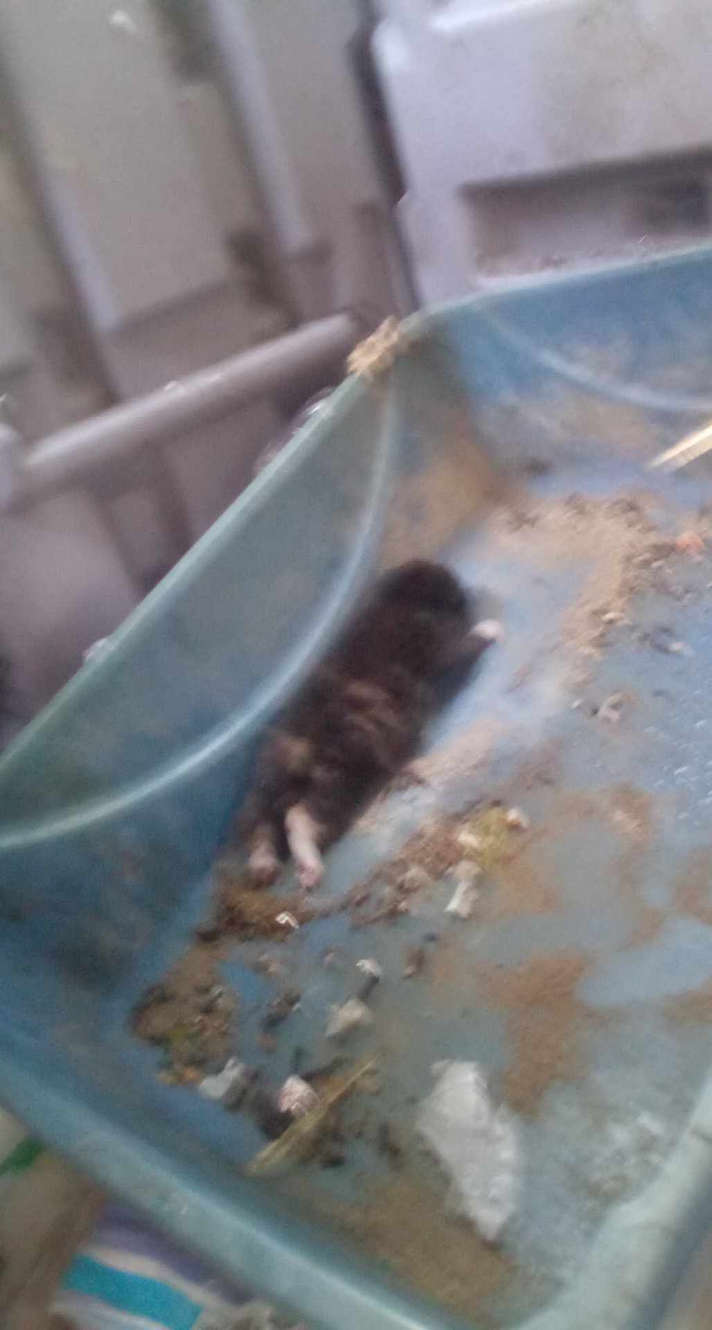 They are feral kittens about a week old poster