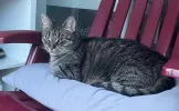 pet-image