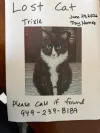 pet-image