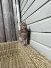 pet-image